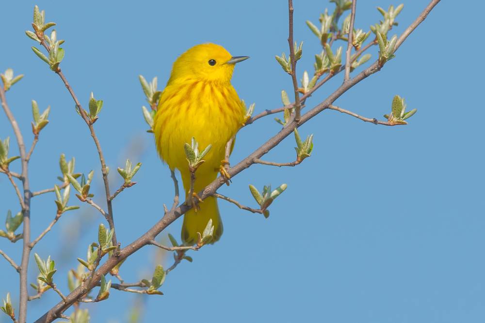 Yellow Warbler